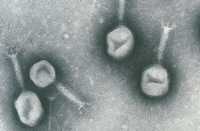 100th of bacteriophage research