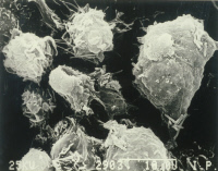 Mycobacterium bovis phagocyté par des macrophages