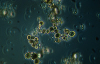 Cyanobactérie Dermocarpella  souche PCC 7326