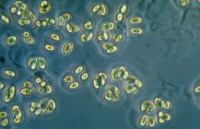 Cyanobactérie Gloeothece souche PCC 6909