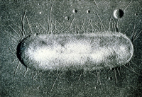 Bactérie Escherichia coli