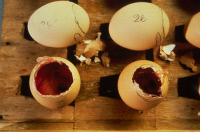 Culture du virus de la grippe sur oeufs embryonnés de poules