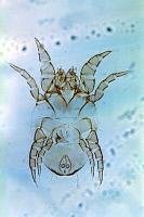 Dermatophagoides farinae