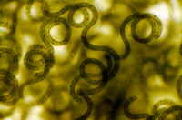 Cyanobactérie Arthrospira souche PCC 7345