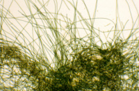 CyanobactérieTolypothrix souche PCC 7601