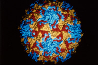 Structure du Poliovirus