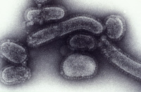 Virus de la grippe de type A