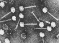 Bactériophages T2 d'Escherichia coli