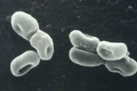 Acetobacter pasteurianus