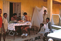 Tri de moustiques, récoltés à Soalala (Madagascar) en 1988