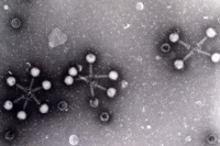 Bactériophage Twort de Staphylococcus aureus
