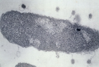 Bactériophages T2 absorbés à la surface d'Escherichia coli