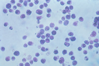 Culture de mastocytes