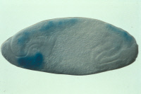 Embryon de drosophile