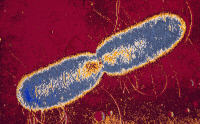Escherichia coli (entérobactérie) en division.
