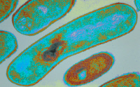 Coupe de la bactérie Listeria monocytogenes en microscopie à transmission. Fausses couleurs.