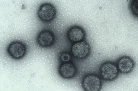 Virus influenza purifié