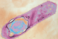 Bactéries anaérobies et du botulisme, Clostridium
