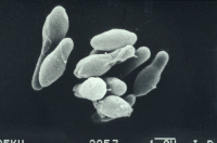 Clostridium sporogenes