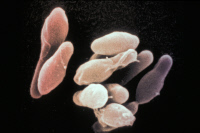 Clostridium sporogenes