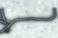 Virus Ebola (famille des Filoviridae)