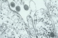 Virus Lumbo dans une cellule infectée