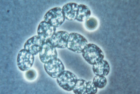 Cyanobactérie Anabaenopsis elenkinii souche PCC 9420