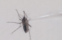 Inoculation d'un prélèvement dans un moustique