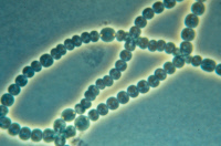 Cyanobactérie Nostoc souche PCC 7120