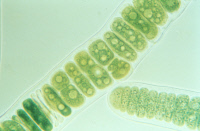 Cyanobactérie Stigonema ocellatum souche PCC 9435