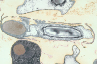Bacillus thuringiensis var israelensis