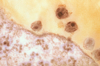 Virus VIH-1. Première étape de pénétration dans la cellule.