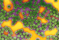 Particules de Papillomavirus