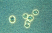 Cyanobactérie Microcystis souche PCC 7941