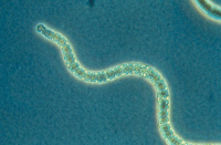 Cyanobactérie Arthrospira platensis souche PCC 7345