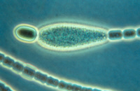 Cyanobactérie Cylindrospermum souche PCC 7604