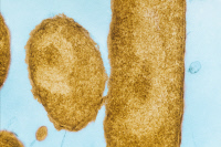Escherichia coli et bactériophage T2