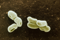Acetobacter pasteurianus