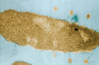 Bactériophages T2 à la surface d'Escherichia coli
