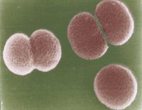 Bactéries Neisseria meningitidis vues en microscopie à balayage.