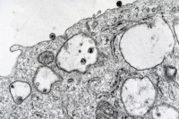 Entrée du virus VIH-1 du sida dans un macrophage