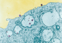 Entrée du virus VIH-1 du sida dans un macrophage