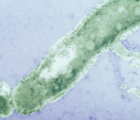 Protéine APA à la surface de Mycobacterium tuberculosis