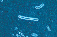Bacillus anthracis capsulé