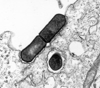 Listeria monocytogenes pénétrant dans une cellule intestinale humaine en culture