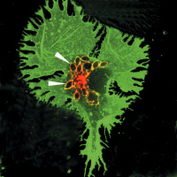 Cellules dendritiques de souris infectées par Leishmania mexicana amazonensis