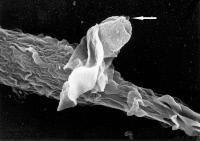 Phagocytose d'un amastigote de Leishmania mexicana amazonensis