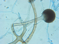 Rhizopus homothallicus