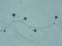 Lichtheimia corymbifera