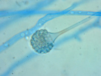 Lichtheimia corymbifera, champignon filamenteux pathogène de l'ordre des mucorales